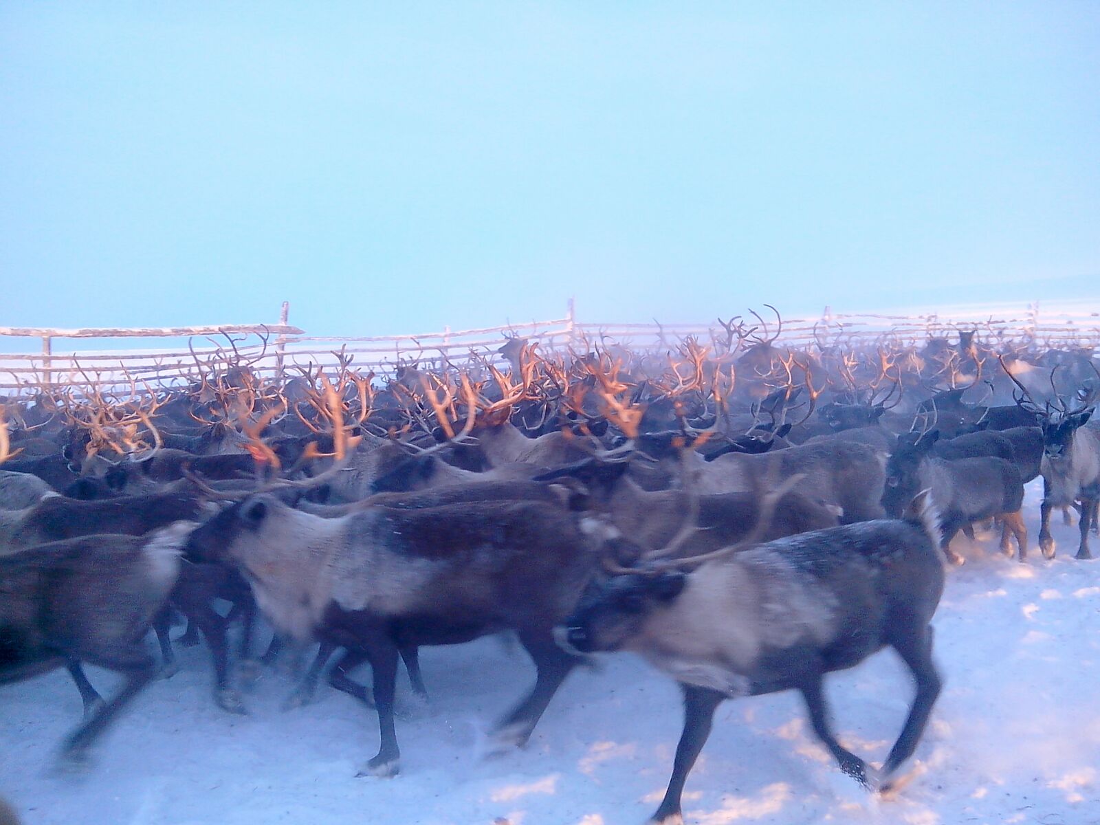 Chukchi reindeer