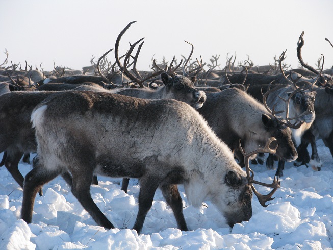 reindeer 1