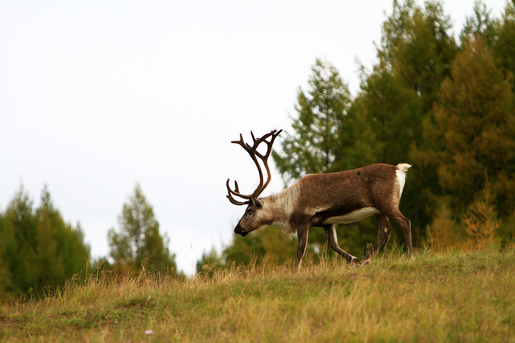 A reindeer raised by the Ewenki herders c VCG