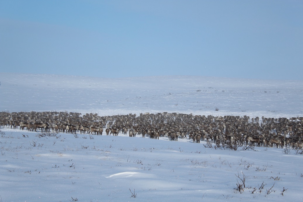 Canada Reindeer by MAK