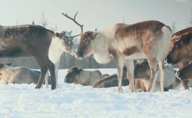 reindeer