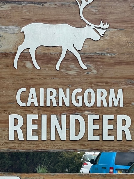 Cairngorm Reindeer 01