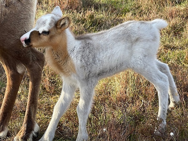 Cairngorm Reindeer 02