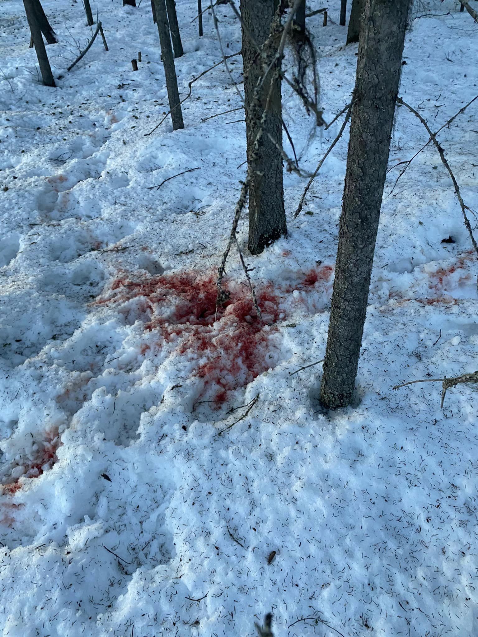 reindeer shooting jokkmokk