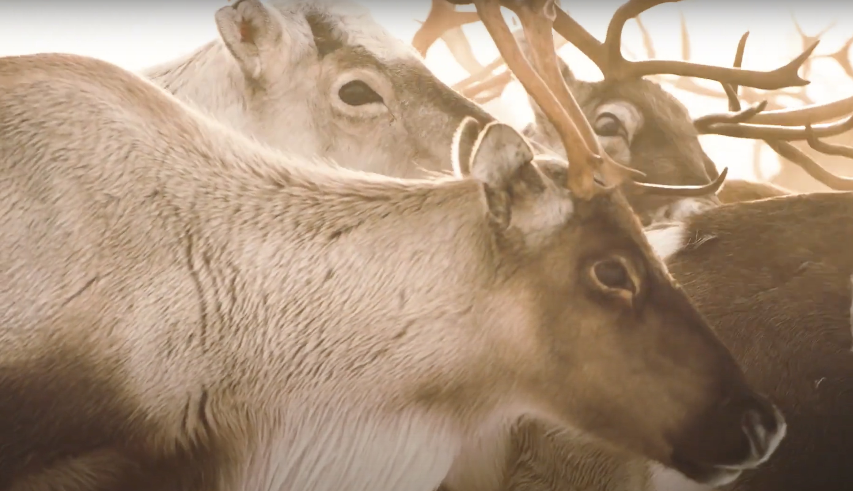 New Research: Sámi Rights Under Pressure in the Green Transition