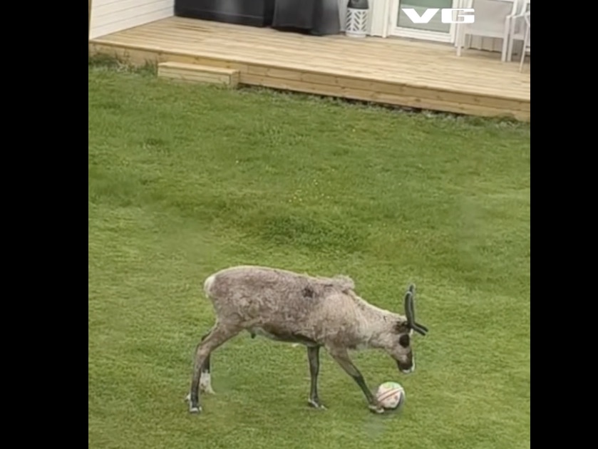 Even the Reindeer Are Catching World Cup Fever