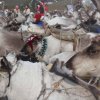 Topolinoe Reindeer Herders Day 2016
