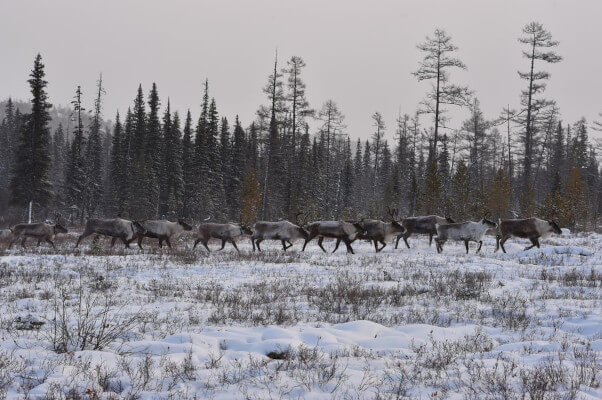 Herd of reindeers